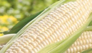 CORN KERNELS - WHITE