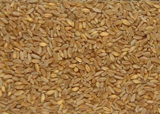 DURUM WHEAT KERNELS 