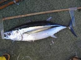 TUNA ALBACORE