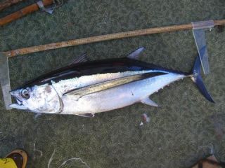 TUNA ALBACORE