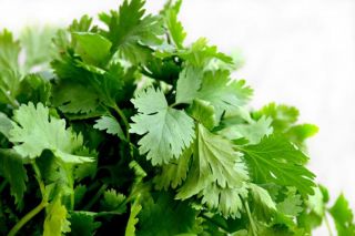 CILANTRO LEAVES (CHINESE PARSLEY)