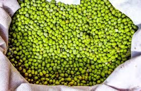 LENTILS GREEN SMALL