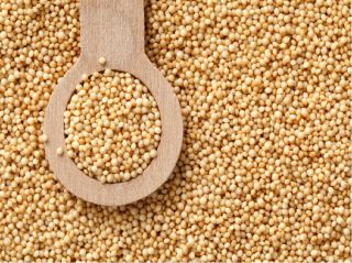 ORGANIC AMARANTH SEEDS 