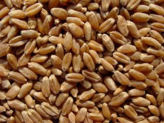 ORGANIC HARD WHEAT KERNELS 