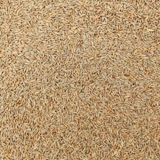 ORGANIC RYE KERNELS 