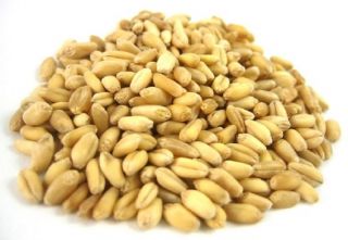 ORGANIC SOFT WHEAT KERNELS 