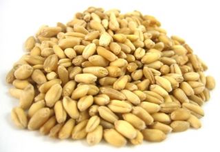 ORGANIC SOFT WHEAT KERNELS 