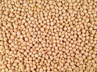 ORGANIC SOYA BEANS