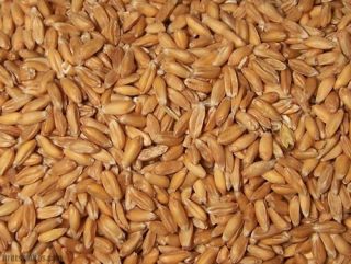 ORGANIC SPELT KERNELS 