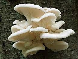 OSTER MUSHROOMS