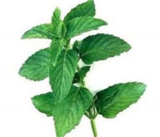 PEPPERMINT FLAVOUR NATURAL