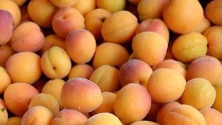 APRICOTS