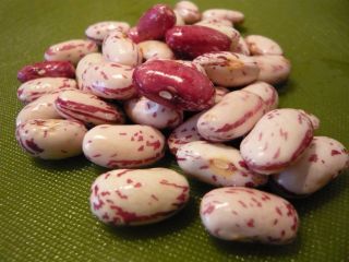 ROMANO (CRANBERRY) BEANS 