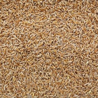 TRITICALE KERNELS 